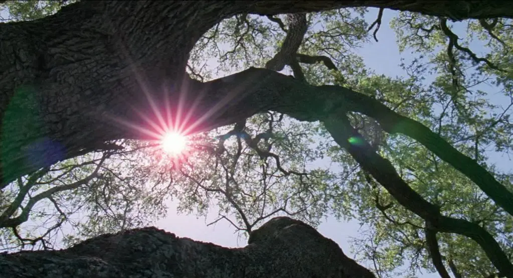 Symbolic imagery of life cycles in The Tree of Life